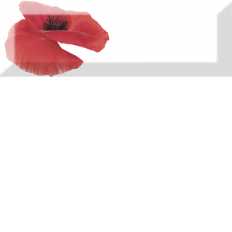  decor pz poppy 01 Декор poppy absolut keramika